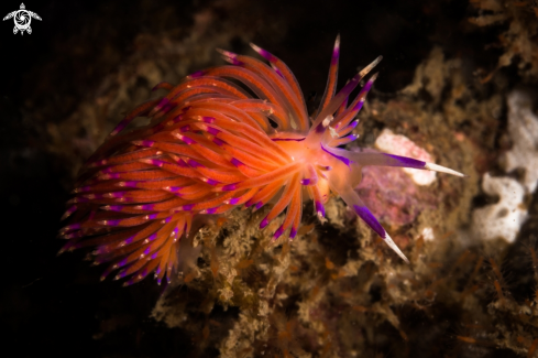 A Flabellina rubrolineata | Red lined Flabellina