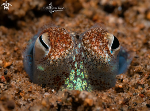 A Euprymna berryi (Sasaki, 1929)  | Bobtail squid (Size: 3 cm)