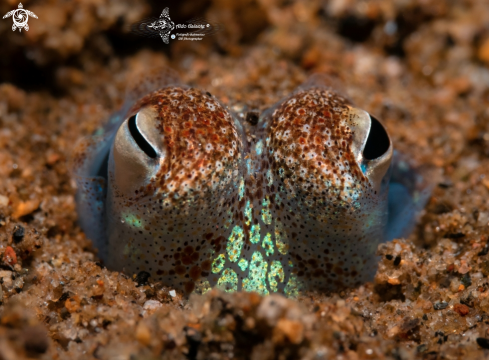 A Bobtail squid (Size: 3 cm)