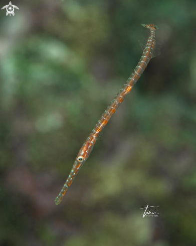 A Trumpetfish