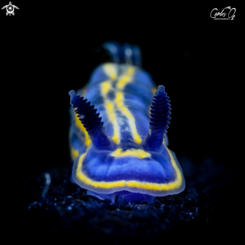 A Felimare bilineata | Nudibranch