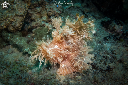 A Rhinopias frondosa Zanzibar - | Weedy Scorpionfish 
