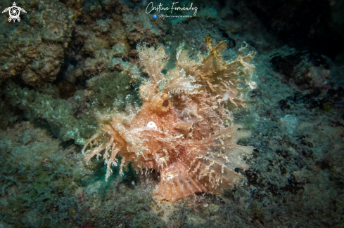 A Weedy Scorpionfish 