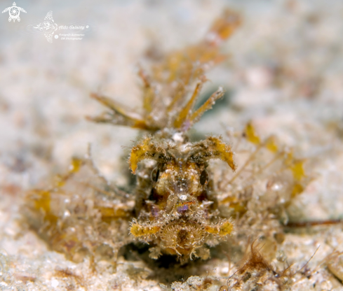 A Pteroidichthys amboinensis (Bleeker, 1856) | Ambon Scorpionfish