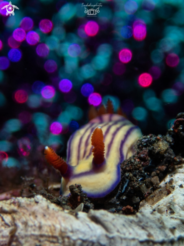 A Hypselodoris whitei | Striped Candy Nudibranch