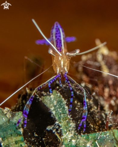 A Pederson's Cleaner shrimp