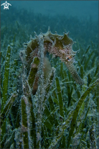 A Thorny seahorse