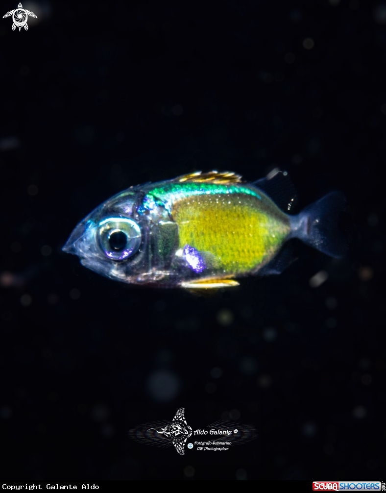 A  Baby Fish