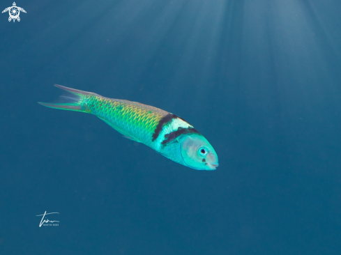 A Blueheaded Wrasse