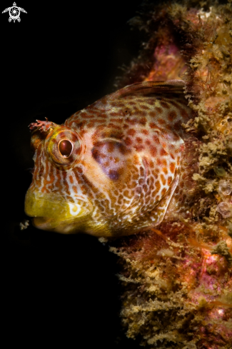 A Horned blenny