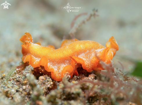 A Phrikoceros sp. | Flatworm