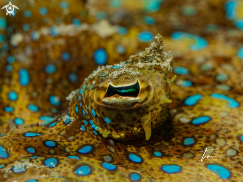 A Bothus lunatus | Peacock Flounder