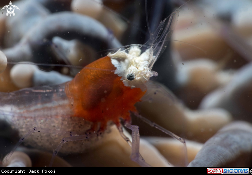 A Popcorn shrimp