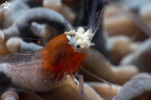A Popcorn shrimp