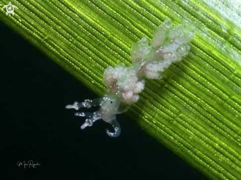 A Juvenile Long-Eared Nudibranch