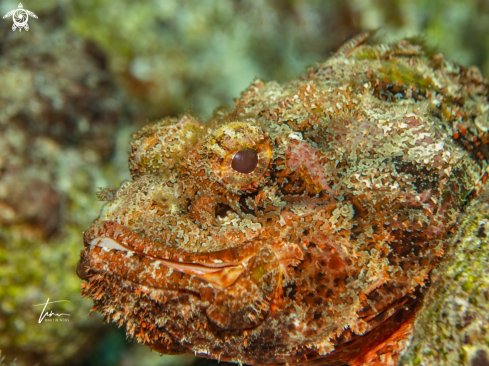 A Scorpaena plumieri | Spotted Scorpionfish