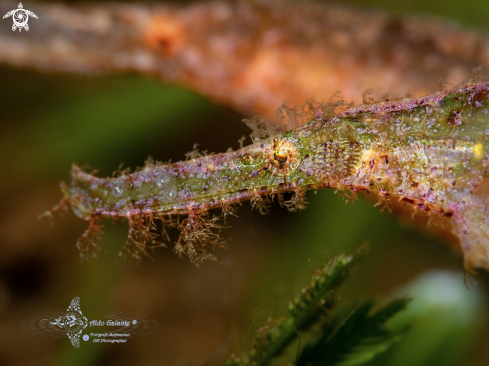 A Solenostomus cyanopterus Bleeker, 1854  | Robust Ghost Pipefish