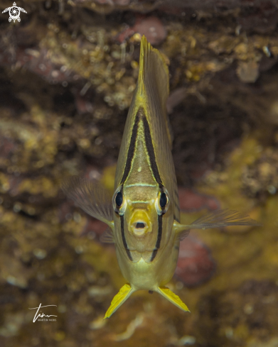 A Foureye Butterflyfish