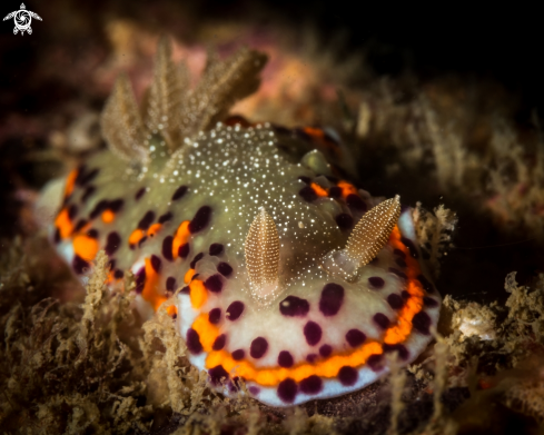 A Chromodoris naiki nudibranch