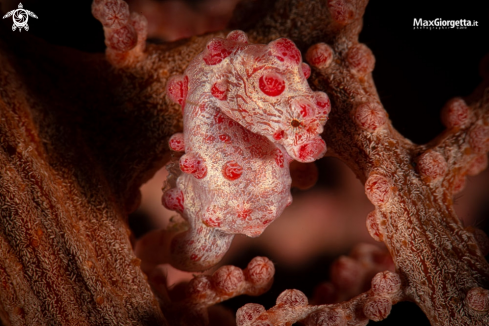 A Bargibanti pigmy seahorse | Bargibanti pigmy seahorse