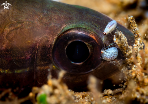 A Cardinal fish