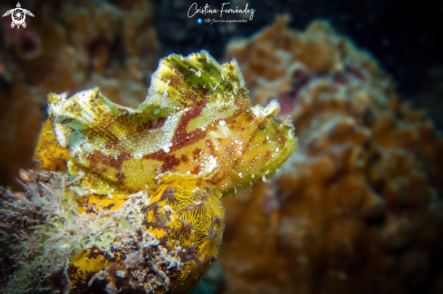 A Taenianotus triacanthus Zanzibar | Leaf scorpionfish