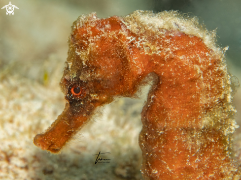 A Hippocampus reidi | Seahorse