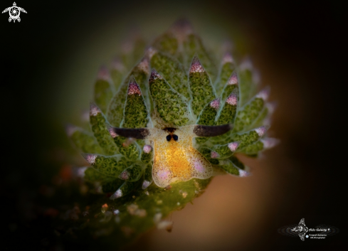 A Costasiella kuroshimae Ichikawa, 1993 | Seaslug Leaf sheep