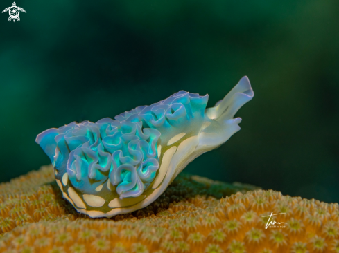 A Elysia crispata | Lettuce Seaslug