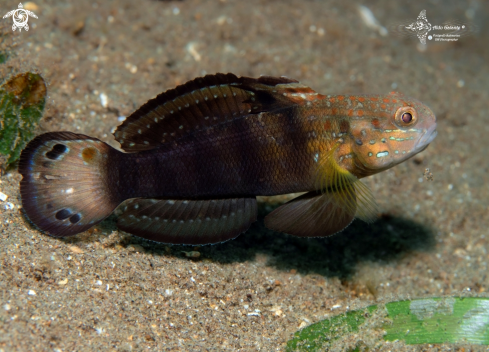 A Amblygobius phalaena  | Banded Goby