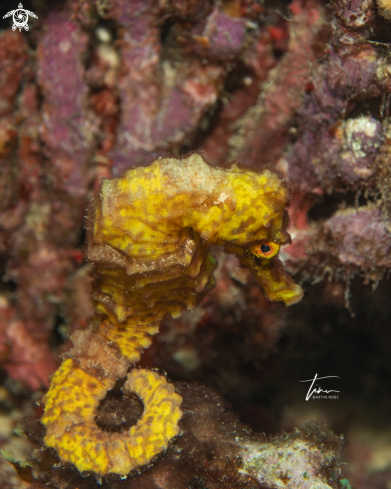 A Hippocampus reidi | Seahorse