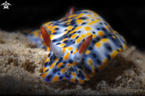 A Hypselodoris infucata | Color