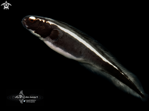 A Pholidichthys leucotaenia Bleeker, 1856  | Convict Blenny / Goby (The family Pholidichthyidae.)