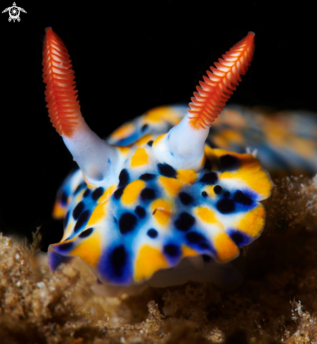 A Hypselodoris infucata