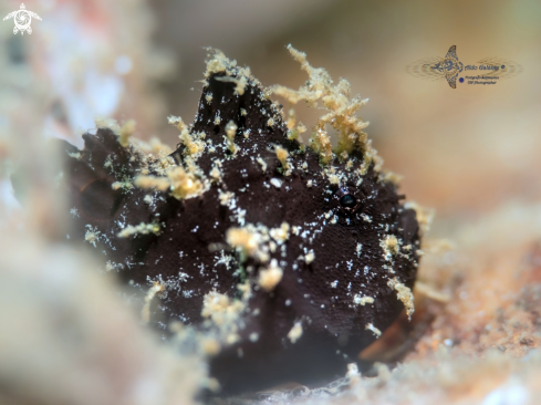A OCELLATED FROGFISH 