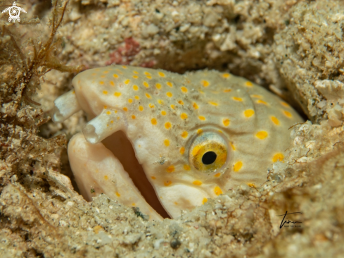 A Myrichthys breviceps | Sharptail Snake eel