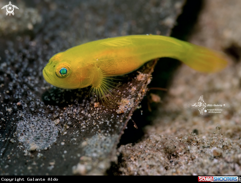 A Yellow Pygmy Goby