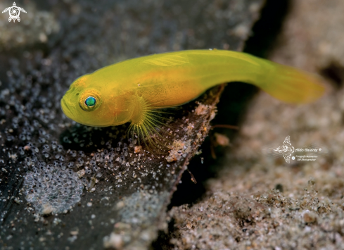 A Lubricogobius exiguus (Tanaka, 1915)  | Yellow Pygmy Goby