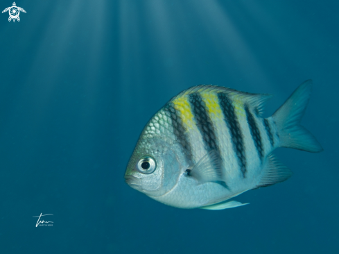 A Abudefduf saxatilis | Sergeant Major