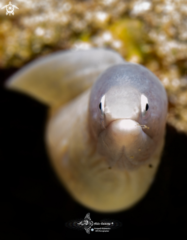 A Gymnothorax thyrsoideus (Richardson, 1845) | White Eyes Moray Eel