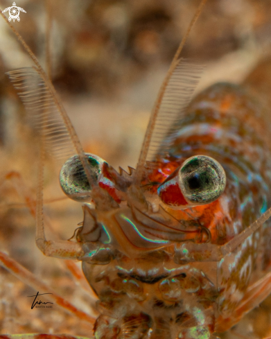 A Two-claw shrimp