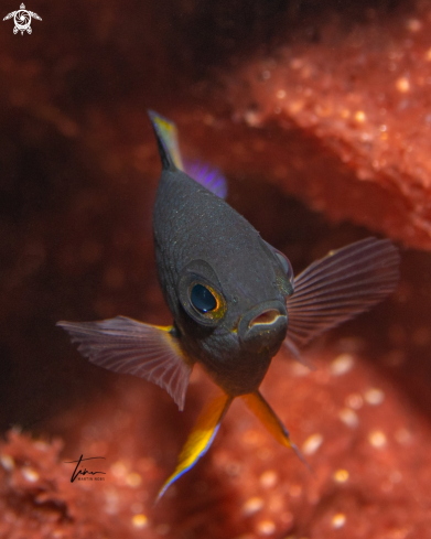 A Bicolor Damselfish