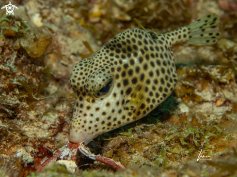 A Lactophrys bicaudalis | Spotted Trunkfish