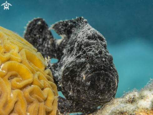 A Frogfish