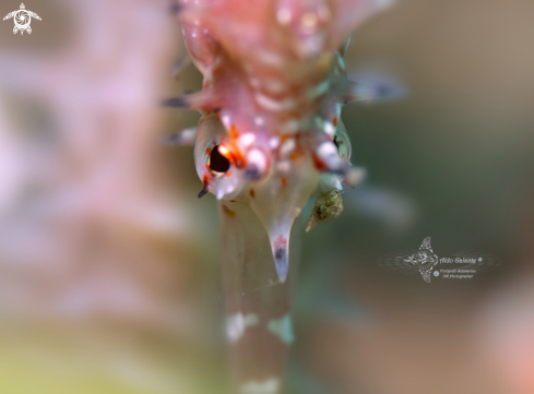 A Hippocampus histrix (Kaup, 1856) | Thorny Seahorse