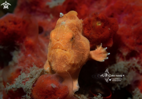 A Antennarius pictus (Shaw, 1794) | Frogfish