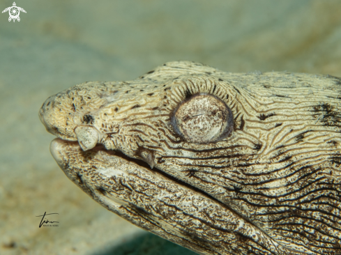 A Spotted Snake eel