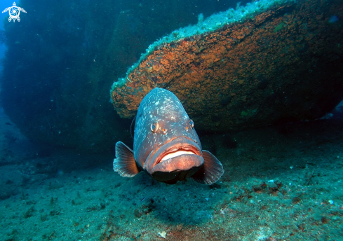 A Epinephelus marginatus