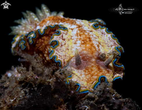 A Glossodoris sp 1, NSSI2 | Glossodoris Nudibranch