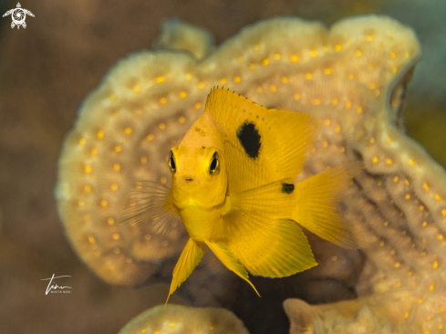 A Stegastes planifrons | Threespot Damselfish